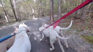 Mata Dogo Argentino the puppies are doing great walking on leash