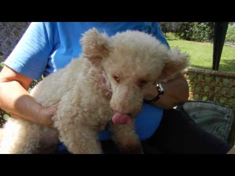 Bunny G., an adopted Poodle in Houston, TX_image-1