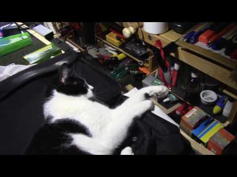 Fuchs und Katze   erstes kennen lernen