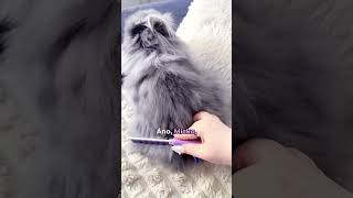 HairBuster - špeciálny hrebeň pre králiky