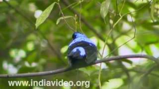 Asian Fairy Bluebird or Irena Puella