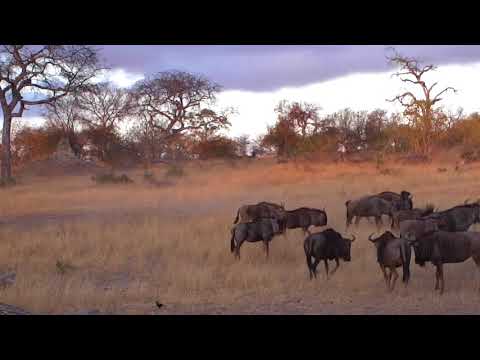 Djuma: Wildebeest herd - 06:41 - 07/12/18