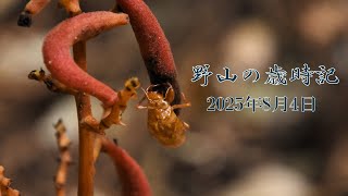野山の歳時記　盛夏の山野で出会った花など　2025年8月4日