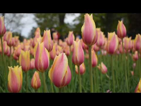 Thumbnail for Creator Spirit, By Whose Aid video