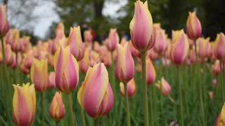 Creator Spirit, By Whose Aid