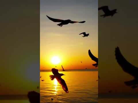 Bir Pişmanlık Hikayesi (Taladro)