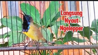 Download lagu Masteran SOGON isian pelatuk sampit, SOGON gacor cuit cuit sambung nembak pelatuk sampit mp3