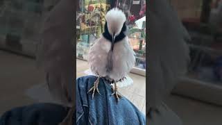 Download lagu Burung Jalak Berkerah Hitam menyapa #celanapendek mp3 Download lagu Burung Jalak Berkerah Hitam menyapa #celanapendek mp3