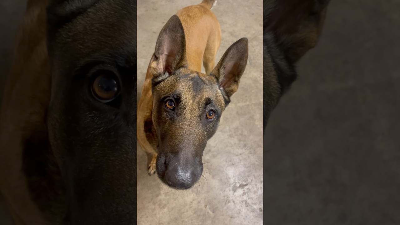 🛑 Stop 🛑 Teaching a Malinois to stop and focus. #dogobedience #dogtraining #guardianmalinois