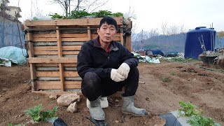 고구마싹 구입 및 보관방법과 싹 내리는 방법