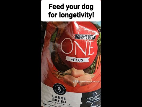 The Best Dog Food For Large Breeds: Purina One Plus Adult Dog Food Formula