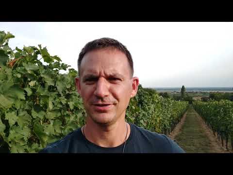 Kezdődik a szüret! Ősi Gábor pincészete Villány