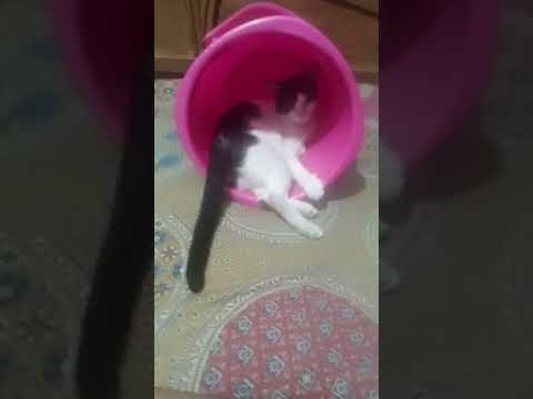 #cute #Mohonachowdhury 7385 . My MISTO 🐱🐱🐱🐱🐈🐈🐈🐈🐈🐈🦭＼(^_^)／＼(^o^)／＼(^_^)／＼(^-^)／