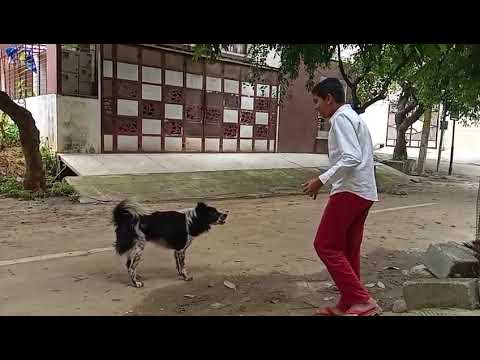 Fun with max while feeding it #pet #dog #supercatch #cute #viralvideo #buiscuit #feeding #benguluru