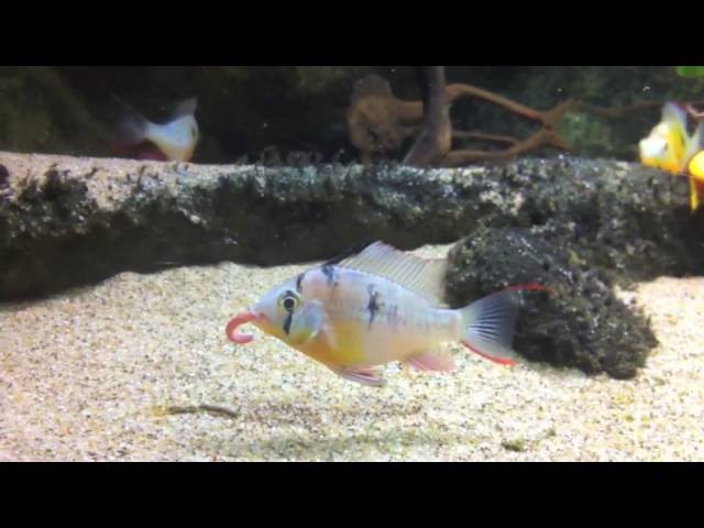 Black Arowana & Wayne Ng Discus tropical aquarium