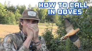How to CALL in DOVES! | Dove Hunting Millet Field 2022