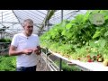 De aardbeien van De Kas