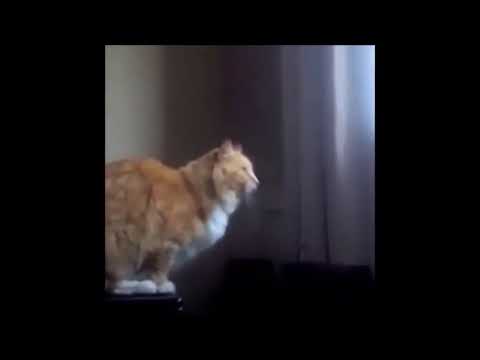 Los gatos mas chistosos del mundo