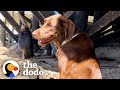 Wild Sea Lion Visits His Dog BFF Every Day | The Dodo