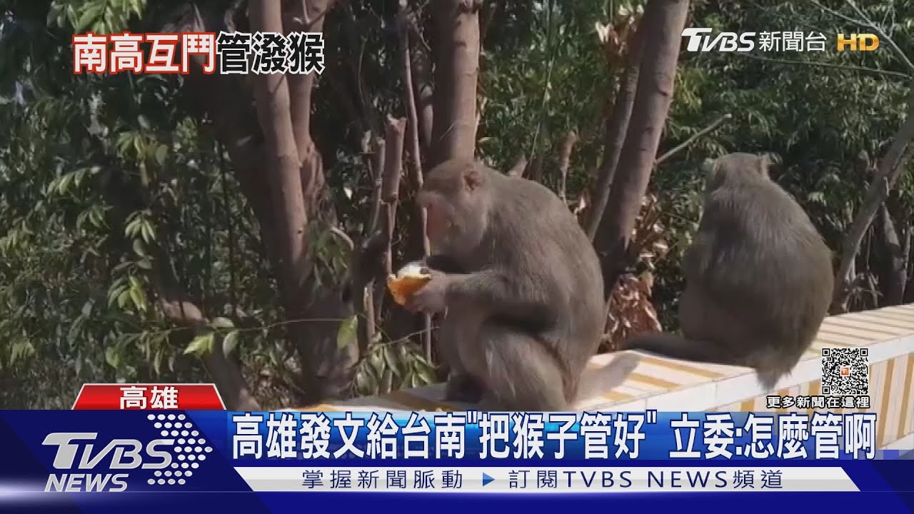 天天被獼猴啃農作物！高雄市府要台南「把猴子管好」