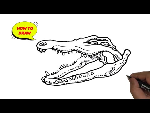 Alligator Skull line drawing./ How to draw Alligator Skull easy and step by step.