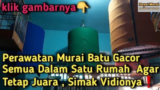Download lagu Perawatan Gacor semua Dalam Satu Rumah Agar Tetap Juara❗️ mp3