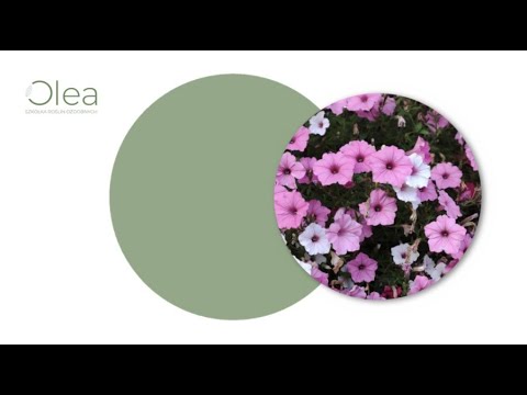 Olea Szkółka Roślin Ozdobnych Justyna Niemiec - video