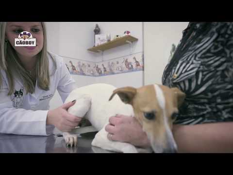 A importância da prevenção com Rosemeire e Aisha | Websérie | Clínica Veterinária Cãoboy