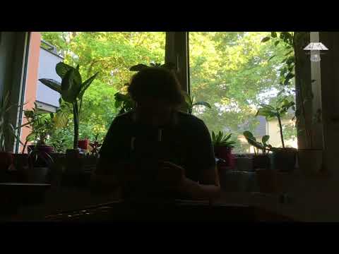 تابستون - سه شنبه ها سنتور  Summer - Seshanbeha Santoor