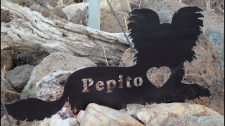 Tips for Communicating with Deceased Animal Friends