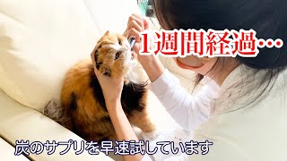 【猫 腎臓病】安楽死を告げられてから１週間が経ちました【ティッティ経過報告vol.２】
