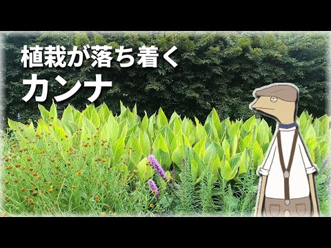 園芸 カンナ、ハイブリッドバリジャー、ガーデンカンナ