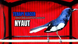 Download lagu PANCINGAN KACER TERBAIK bikin Semua Jenis Kacer LANGSUNG KONSLET, Terapi Kacer Agar GACOR NGEPLONG mp3
