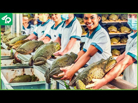 Frogs Farm - How China Farmer Raised Millions Frogs For Meat - Farming Documentary