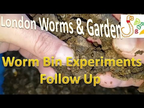 Worm Bins Experiment Follow Up