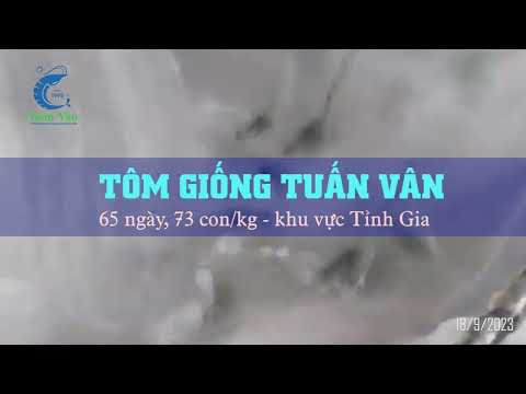 KIỂM TRA TÔM 65 NGÀY 73 CON KHU VỰC TỈNH GIA
