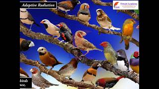 Class 12 Biology Chapter 7 Evolution - What is Adaptive Radiation