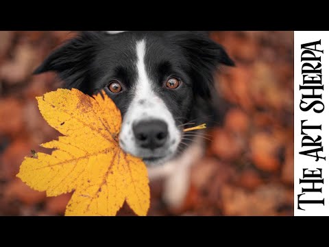 Good Boy Dog Holding Fall leaf 🌟🎨 How to paint acrylics for beginners: Paint Night at Home