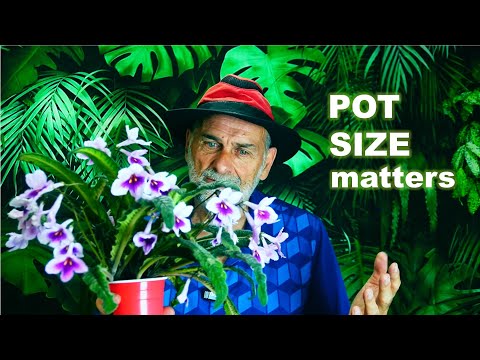 What's the PERFECT Pot Size for Your Streptocarpus Plant?
