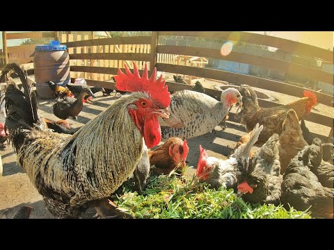 🐓 SŁONECZNY PORANEK NA WSI 🐓 + toaletka dla kur 🚽 MOJE MINI ZOO / odc. 191