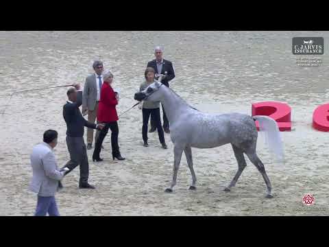N.91 AJ LIMA - The 26th Sharjah Int. AH Festival 2025 - Mares 4+ Years Old - Section A (Class 4A)