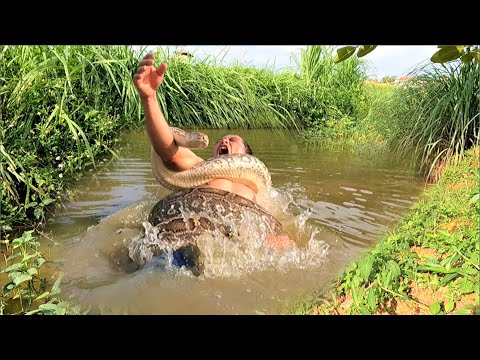 Horrified - the man wrestled with a giant python weighing 500kg in the ditch - annaconda