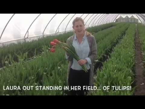 download lagu mp3 mp4 French Tulips Delivered, download lagu French Tulips Delivered gratis, unduh video klip French Tulips Delivered