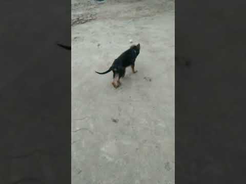 pinder chadi padi dogs de female #short videos#👍🙏🙏