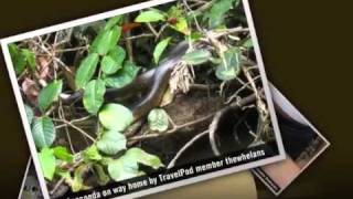 preview picture of video 'Cuyabena River, Amazon Jungle - North East Ecuador Thewhelans's photos, Ecuador (big centipede)'