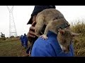 ♦Les rats géants qui déminent les zones à risque♦ HD