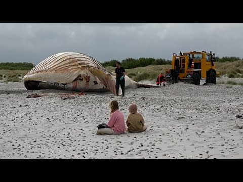 La ballena jorobada 'Timmy' llega a la costa de una isla danesa