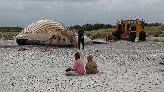 La ballena jorobada 'Timmy' llega a la costa de una isla danesa