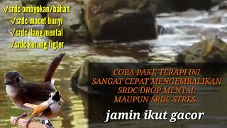 Download lagu terapi srdc macet bunyi,terapi srdc biar cepat gacor,masteran durasi panjang.... mp3 Download lagu terapi srdc macet bunyi,terapi srdc biar cepat gacor,masteran durasi panjang.... mp3