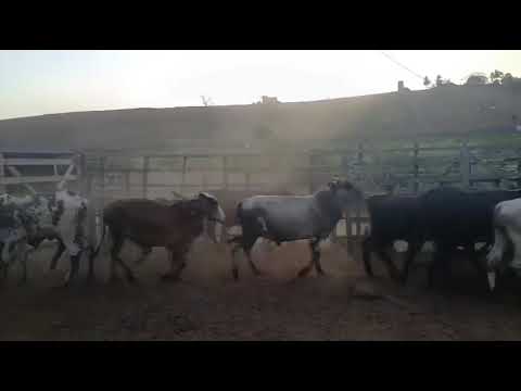 ➡️ *PROMOÇÃO 14 Garrotes: 2.300 reais cada em  Serraria/ Paraíba. Whatsapp 84 99810 2784*